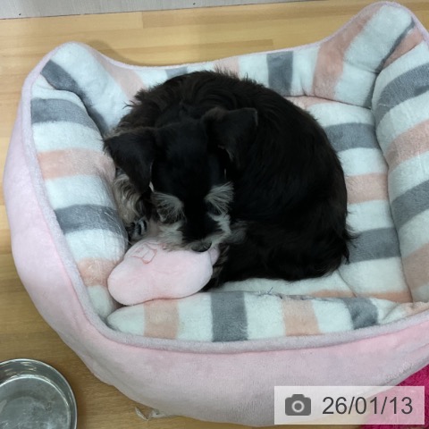 千葉県のミニチュアシュナウザー (ペットプラス 八千代緑が丘店/2025年11月12日生まれ/女の子/ブラックシルバー)の子犬の4枚目の画像