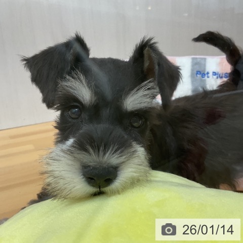 千葉県のミニチュアシュナウザー (ペットプラス 八千代緑が丘店/2025年11月12日生まれ/女の子/ブラックシルバー)の子犬の3枚目の画像