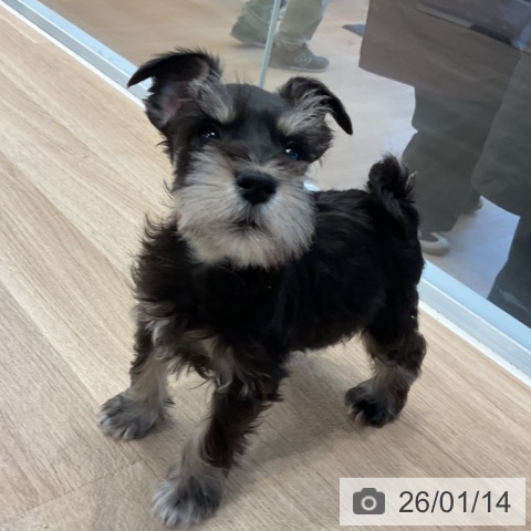 神奈川県のミニチュアシュナウザー (ペットプラス テラスモール湘南店/2025年11月12日生まれ/女の子/ブラックシルバー)の子犬の4枚目の画像