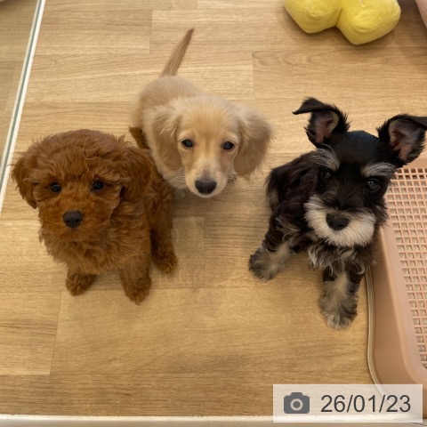 神奈川県のミニチュアシュナウザー (ペットプラス テラスモール湘南店/2025年11月12日生まれ/女の子/ブラックシルバー)の子犬の4枚目の画像