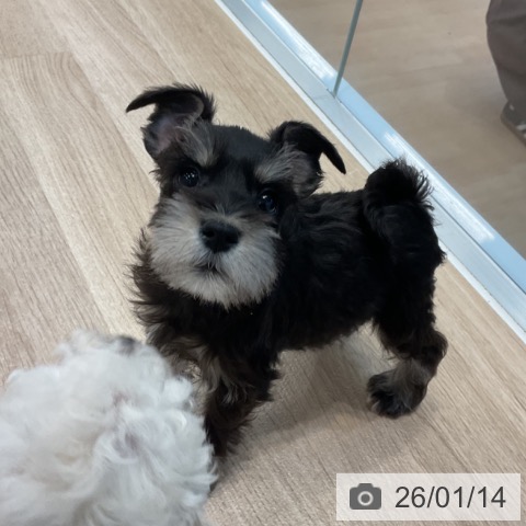 神奈川県のミニチュアシュナウザー (ペットプラス テラスモール湘南店/2025年11月12日生まれ/女の子/ブラックシルバー)の子犬の3枚目の画像