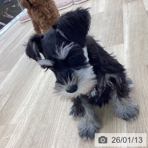 山梨県のミニチュアシュナウザー (ペットプラス 甲府国母店/2025年11月12日生まれ/女の子/ブラックシルバー)の子犬の4枚目の画像