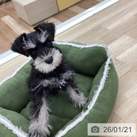 ミニチュア・シュナウザーの写真