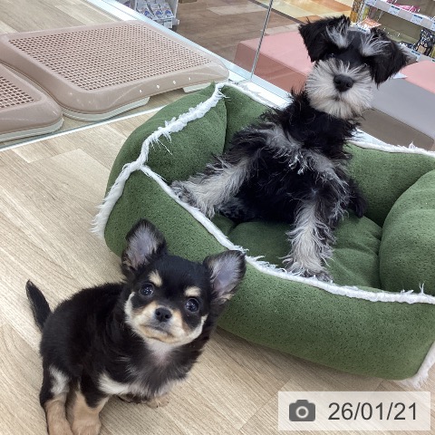 ミニチュア・シュナウザーの写真