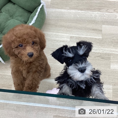 山梨県のミニチュアシュナウザー (ペットプラス 甲府国母店/2025年11月12日生まれ/女の子/ブラックシルバー)の子犬の4枚目の画像