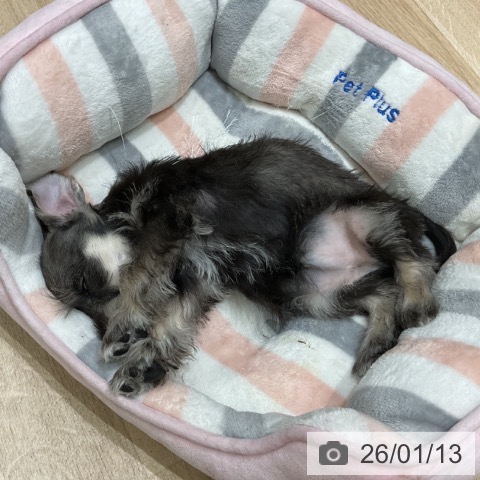 埼玉県のミニチュアシュナウザー (ペットプラス ららぽーと富士見店/2025年11月12日生まれ/女の子/ソルトペッパー)の子犬の3枚目の画像