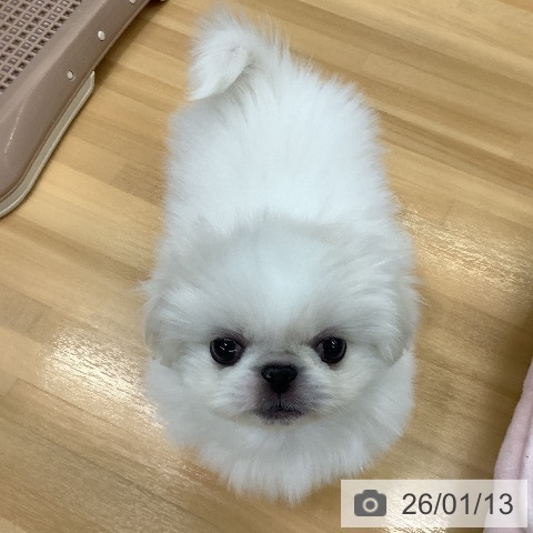 長野県のペキニーズ (ペットプラス 松本店/2025年11月11日生まれ/男の子/ホワイトクリーム)の子犬の3枚目の画像