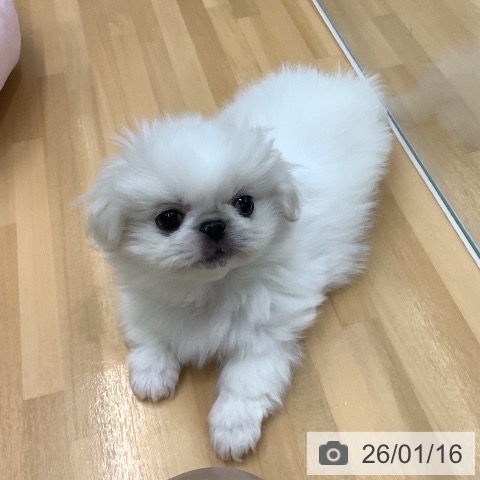 長野県のペキニーズ (ペットプラス 松本店/2025年11月11日生まれ/男の子/ホワイトクリーム)の子犬の4枚目の画像