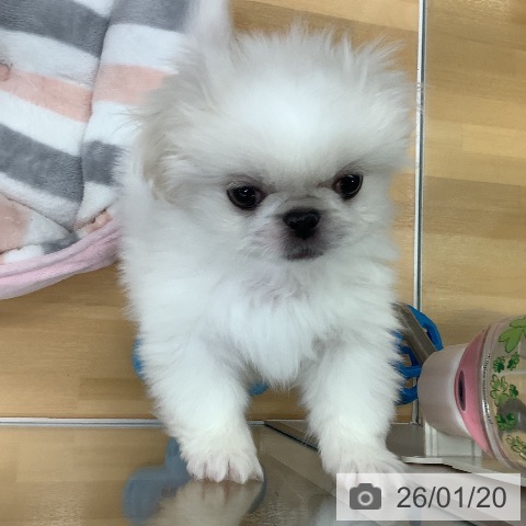 長野県のペキニーズ (ペットプラス 松本店/2025年11月11日生まれ/男の子/ホワイトクリーム)の子犬の3枚目の画像