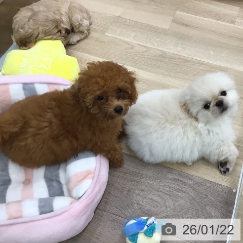 ペキニーズの写真