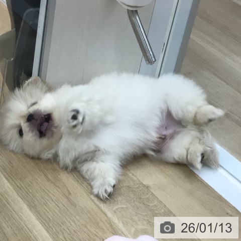 福島県のペキニーズ (ペットプラス 福島店/2025年11月11日生まれ/男の子/ホワイトクリーム)の子犬の4枚目の画像