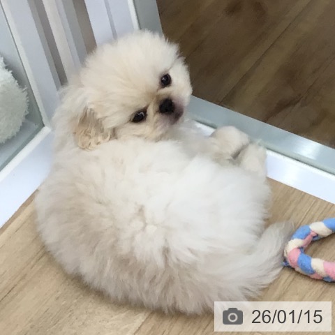 福島県のペキニーズ (ペットプラス 福島店/2025年11月11日生まれ/男の子/ホワイトクリーム)の子犬の3枚目の画像