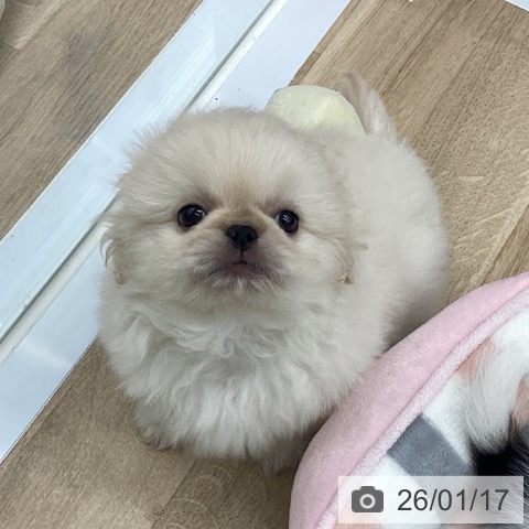 山形県のペキニーズ (ペットプラス 天童店/2025年11月11日生まれ/男の子/ホワイトクリーム)の子犬の3枚目の画像