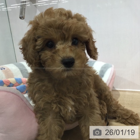 トイ・プードルの写真