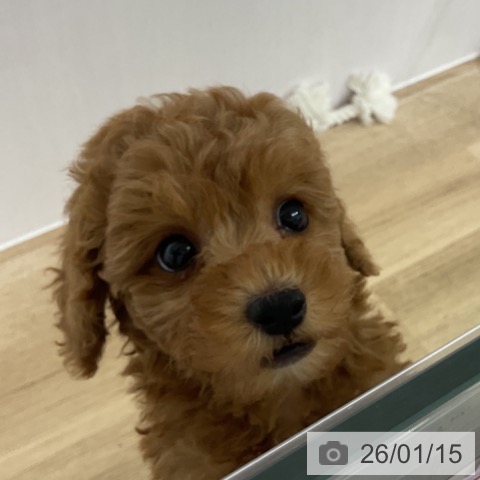 長野県のトイプードル(トイ) (ペットプラス 長野店/2025年11月12日生まれ/女の子/レッド)の子犬の4枚目の画像