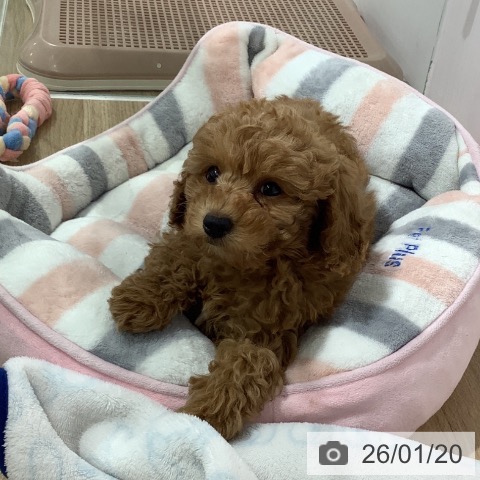 トイ・プードルの写真