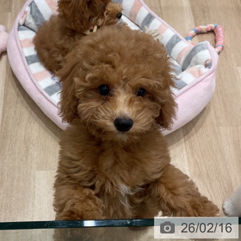 トイ・プードルの写真