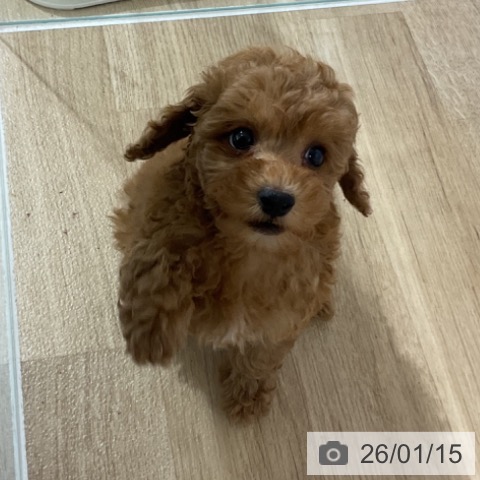 長野県のトイプードル(トイ) (ペットプラス 長野店/2025年11月12日生まれ/女の子/レッド)の子犬の3枚目の画像