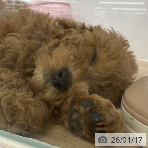 長野県のトイプードル(トイ) (ペットプラス 松本店/2025年11月12日生まれ/女の子/レッド)の子犬の3枚目の画像