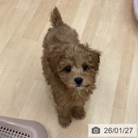 長野県のトイプードル(トイ) (ペットプラス 松本店/2025年11月12日生まれ/女の子/レッド)の子犬の4枚目の画像