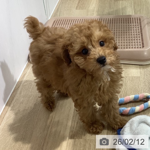 長野県のトイプードル(トイ) (ペットプラス 長野店/2025年11月12日生まれ/女の子/レッド)の子犬の3枚目の画像