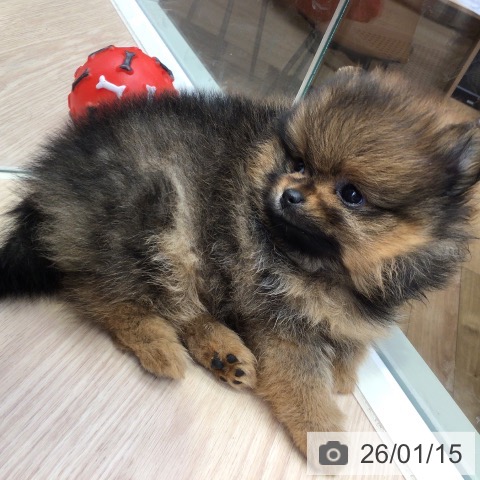 千葉県のポメラニアン (ペットプラス 幕張新都心店/2025年11月12日生まれ/女の子/オレンジ)の子犬の3枚目の画像