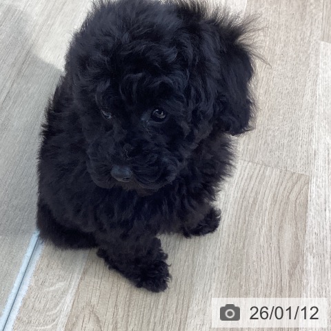 山梨県のトイプードル(トイ) (ペットプラス 甲府国母店/2025年11月6日生まれ/男の子/ブラック)の子犬の4枚目の画像