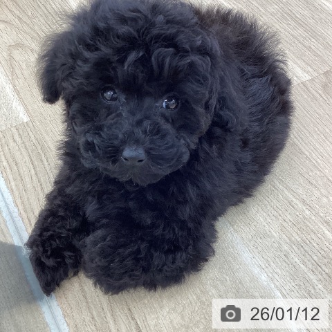 山梨県のトイプードル(トイ) (ペットプラス 甲府国母店/2025年11月6日生まれ/男の子/ブラック)の子犬の3枚目の画像
