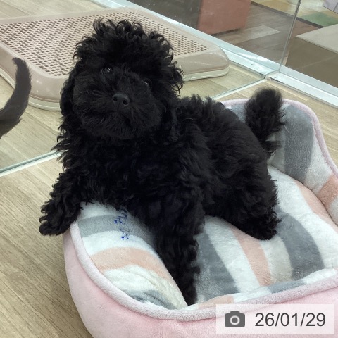 山梨県のトイプードル(トイ) (ペットプラス 甲府国母店/2025年11月6日生まれ/男の子/ブラック)の子犬の3枚目の画像