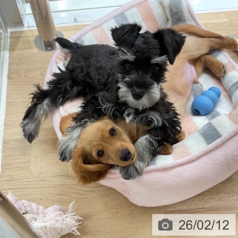 神奈川県のミニチュアダックスフンド(ロング) (ペットプラス 湘南平塚店/2025年11月11日生まれ/男の子/イエロー)の子犬の4枚目の画像