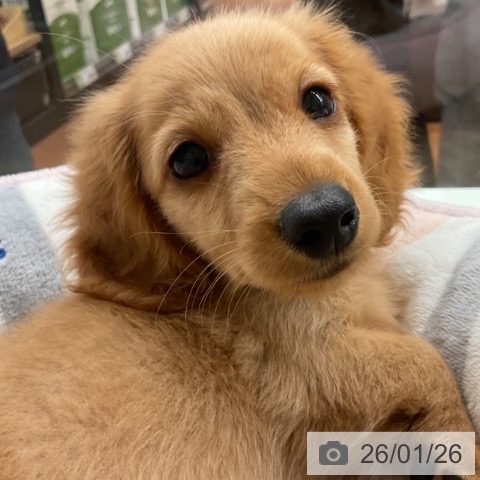 神奈川県のミニチュアダックスフンド(ロング) (ペットプラス 湘南平塚店/2025年11月11日生まれ/男の子/イエロー)の子犬の3枚目の画像