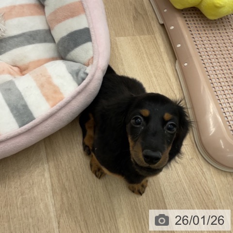 神奈川県のミニチュアダックスフンド(ロング) (ペットプラス 天王町店/2025年11月11日生まれ/男の子/ブラックタン)の子犬の4枚目の画像