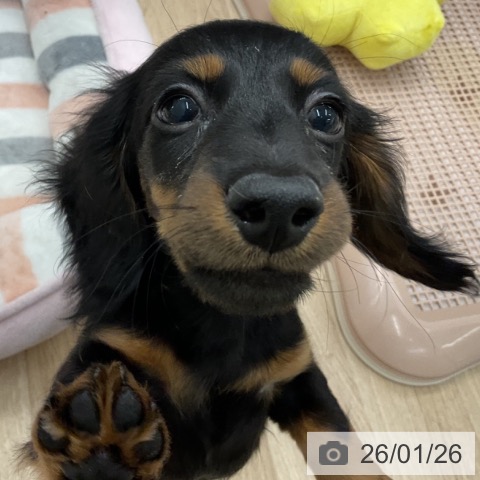 神奈川県のミニチュアダックスフンド(ロング) (ペットプラス 天王町店/2025年11月11日生まれ/男の子/ブラックタン)の子犬の3枚目の画像