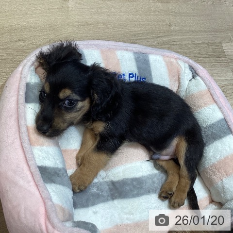 東京都のミニチュアダックスフンド(ロング) (ペットプラス むさし村山店/2025年11月11日生まれ/男の子/ブラックタン)の子犬の4枚目の画像