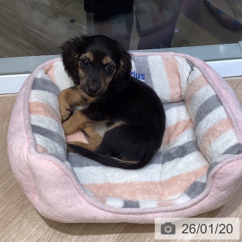 東京都のミニチュアダックスフンド(ロング) (ペットプラス むさし村山店/2025年11月11日生まれ/男の子/ブラックタン)の子犬の3枚目の画像