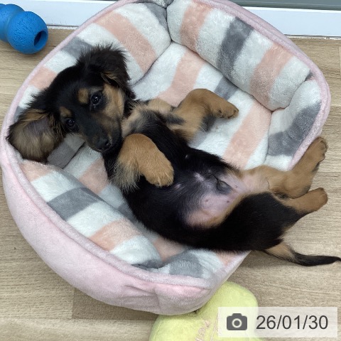 東京都のミニチュアダックスフンド(ロング) (ペットプラス むさし村山店/2025年11月11日生まれ/男の子/ブラックタン)の子犬の3枚目の画像