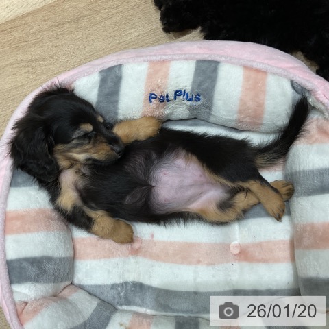 埼玉県のミニチュアダックスフンド(ロング) (ペットプラス ららぽーと富士見店/2025年11月11日生まれ/女の子/ブラックタン)の子犬の3枚目の画像