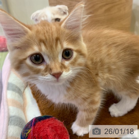 千葉県のサイベリアン (ペットプラス 幕張新都心店/2025年11月8日生まれ/男の子/レッドタビーホワイト)の子猫の4枚目の画像