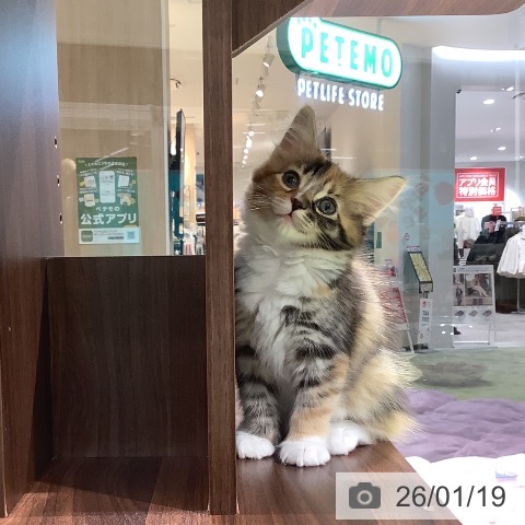 長野県のサイベリアン (ペットプラス 松本店/2025年11月8日生まれ/女の子/ブラウンパッチドタビーホワイト)の子猫の3枚目の画像