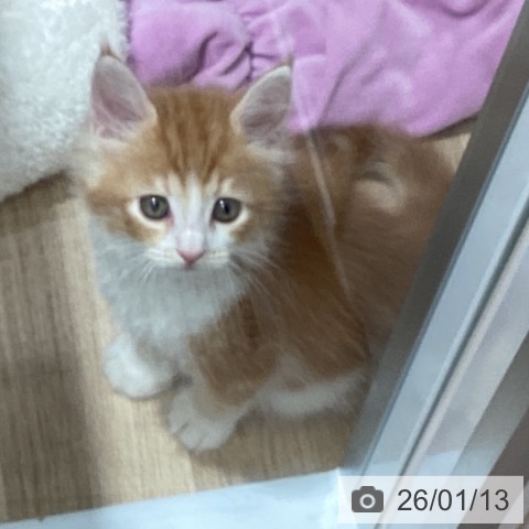 千葉県のサイベリアン (ペットプラス 船橋店/2025年11月12日生まれ/男の子/レッドタビーホワイト)の子猫の4枚目の画像