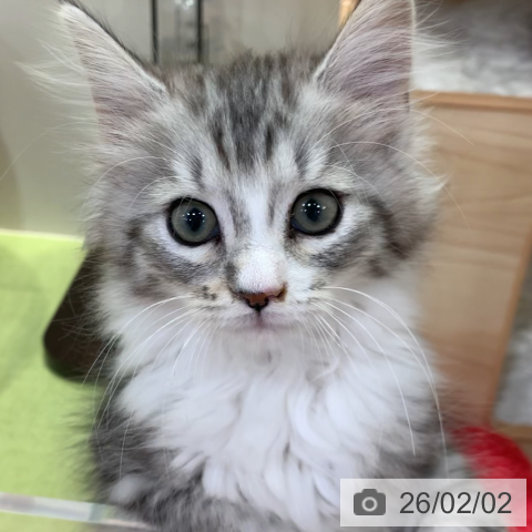 千葉県のサイベリアン (ペットプラス 幕張新都心店/2025年11月12日生まれ/男の子/シルバータビーホワイト)の子猫の4枚目の画像