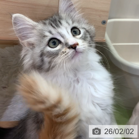 千葉県のサイベリアン (ペットプラス 幕張新都心店/2025年11月12日生まれ/男の子/シルバータビーホワイト)の子猫の3枚目の画像