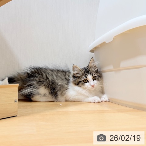 千葉県のサイベリアン (ペットプラス ユーカリが丘店/2025年11月12日生まれ/女の子/ブラウンタビーホワイト)の子猫の4枚目の画像