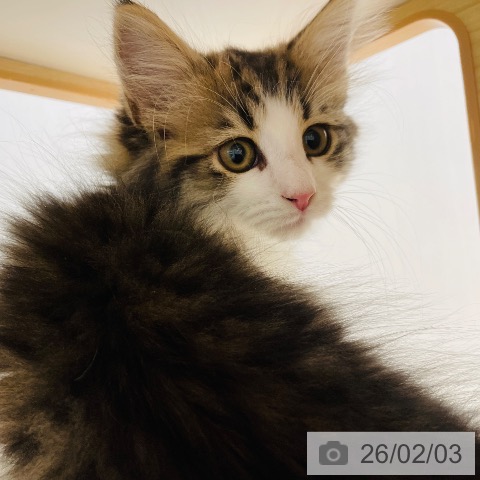 千葉県のサイベリアン (ペットプラス ユーカリが丘店/2025年11月12日生まれ/女の子/ブラウンタビーホワイト)の子猫の3枚目の画像