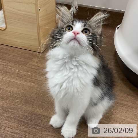 千葉県のサイベリアン (ペッツワン 千葉ニュータウン店/2025年11月12日生まれ/女の子/ブラウンタビーホワイト)の子猫の4枚目の画像