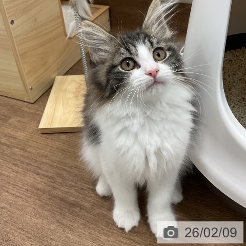 千葉県のサイベリアン (ペッツワン 千葉ニュータウン店/2025年11月12日生まれ/女の子/ブラウンタビーホワイト)の子猫の3枚目の画像