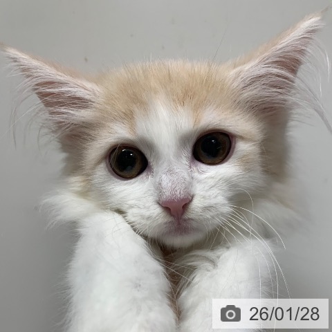 千葉県のノルウェージャンフォレストキャット (ペットプラス 幕張新都心店/2025年11月8日生まれ/女の子/クリームタビーホワイト)の子猫の3枚目の画像