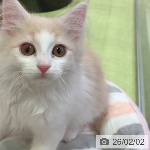 千葉県のノルウェージャンフォレストキャット (ペットプラス 幕張新都心店/2025年11月8日生まれ/女の子/クリームタビーホワイト)の子猫の4枚目の画像