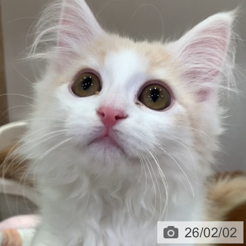 千葉県のノルウェージャンフォレストキャット (ペットプラス 幕張新都心店/2025年11月8日生まれ/女の子/クリームタビーホワイト)の子猫の3枚目の画像