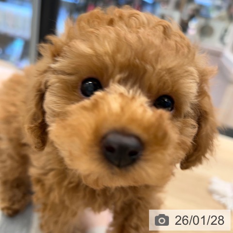 トイ・プードルの写真